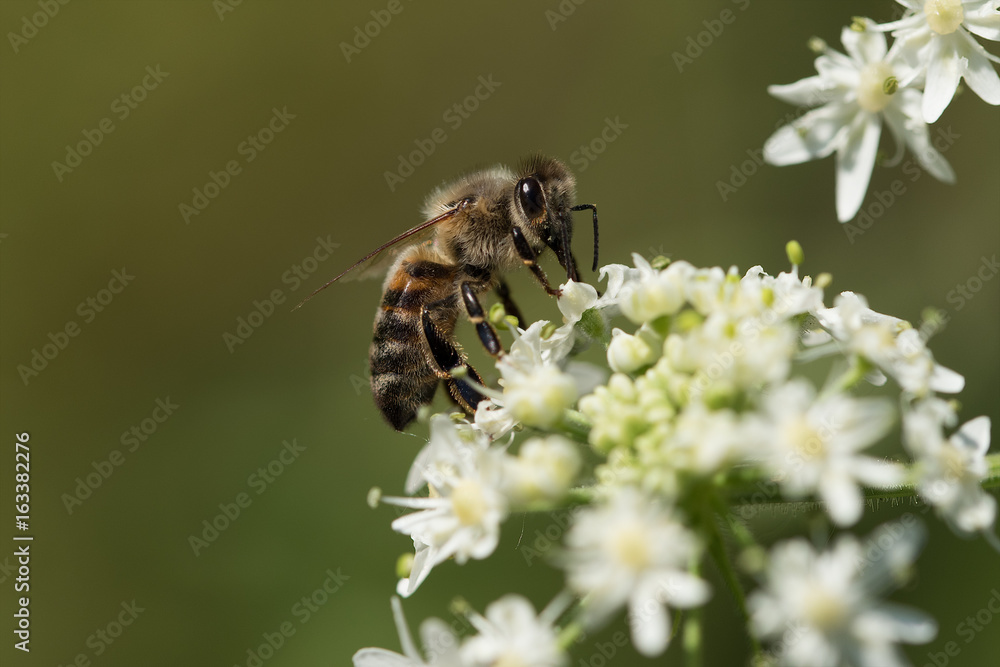 Biene auf Blüte Biene auf Blüte