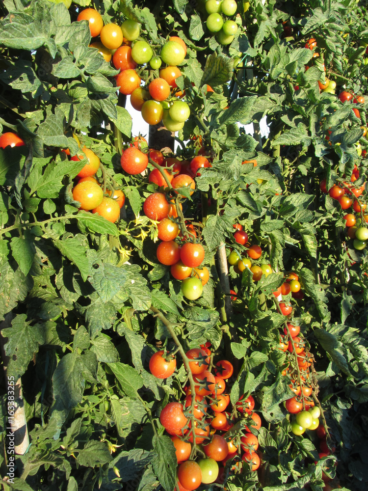 Tomato plants growing in the garden . Tomatoes ripen gradually . Tuscany, Italy