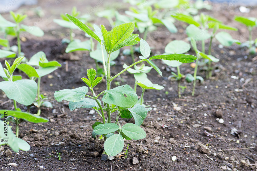 Obraz premium Growing soybeans