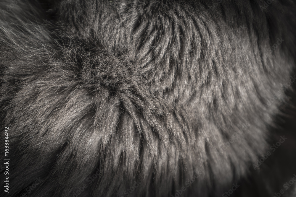 Obraz premium szczegóły kota