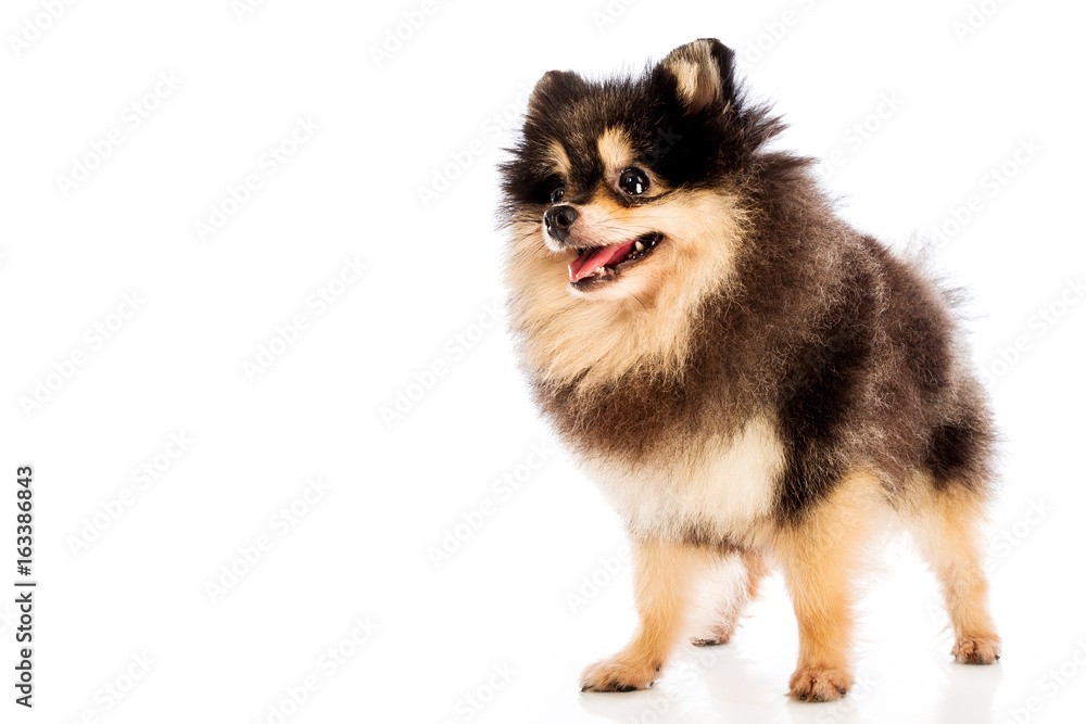 Obraz premium Pomeranian dog