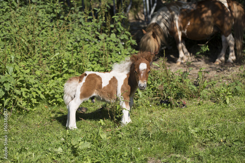 Baby pony