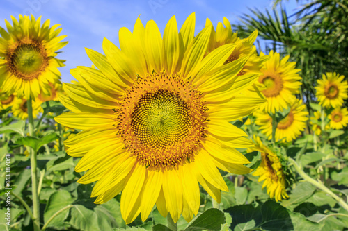Fototapeta Naklejka Na Ścianę i Meble -  Beautiful sunflowers