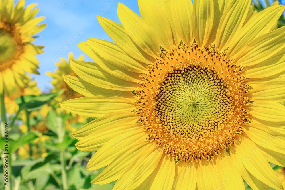 Beautiful sunflowers Beautiful sunflowers