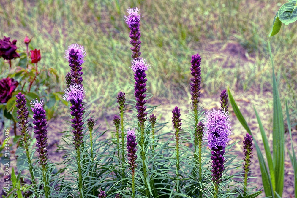 Obraz premium красивые длинные декоративные цветы в летнем саду