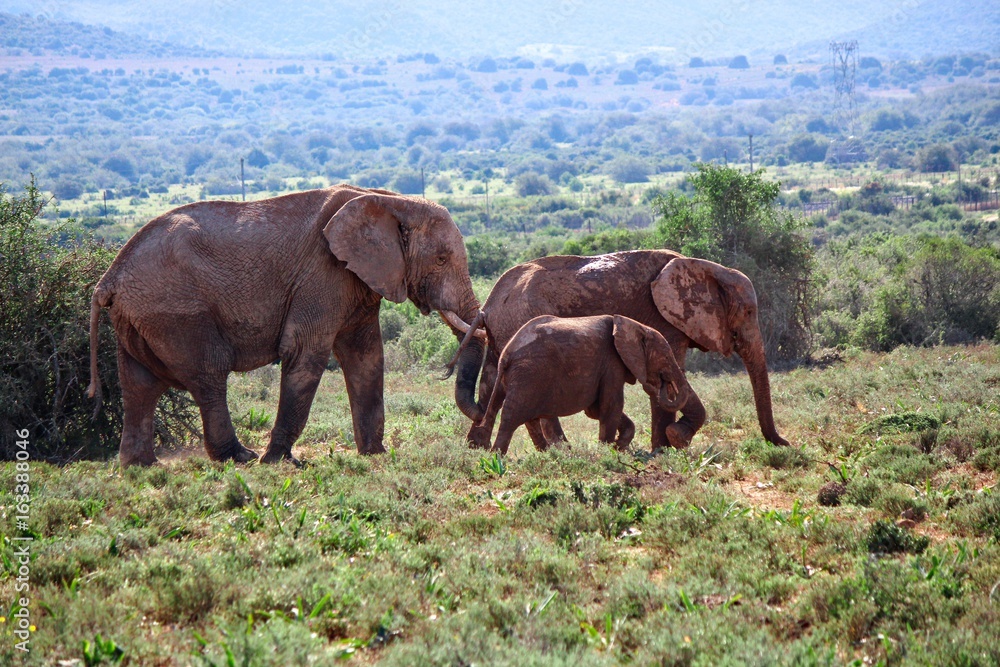 Fototapeta premium Elephant family of three