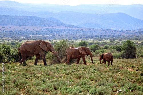 Elephant family of three