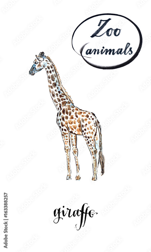 Giraffe made in watercolor Giraffe made in watercolor