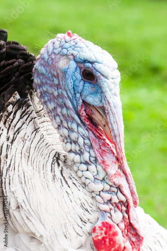 Portrait of a turkey male or gobbler closeup on a green background photo