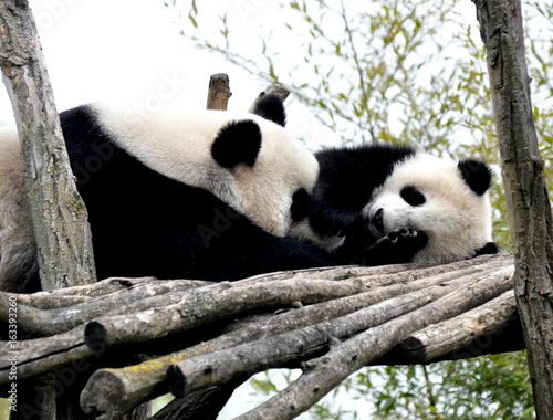 Fototapeta Naklejka Na Ścianę i Meble -  Pandababy mit Mutter