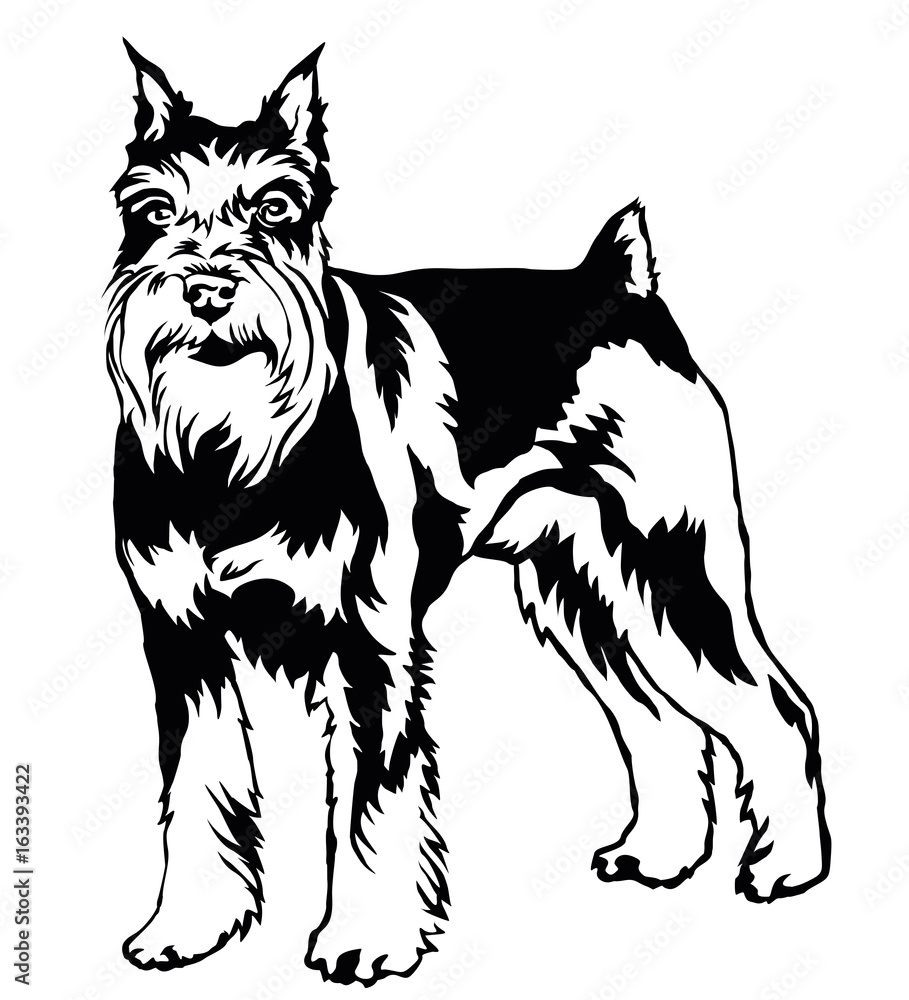 Obraz premium Decorative standing portrait of dog Miniature Schnauzer, vector illustration