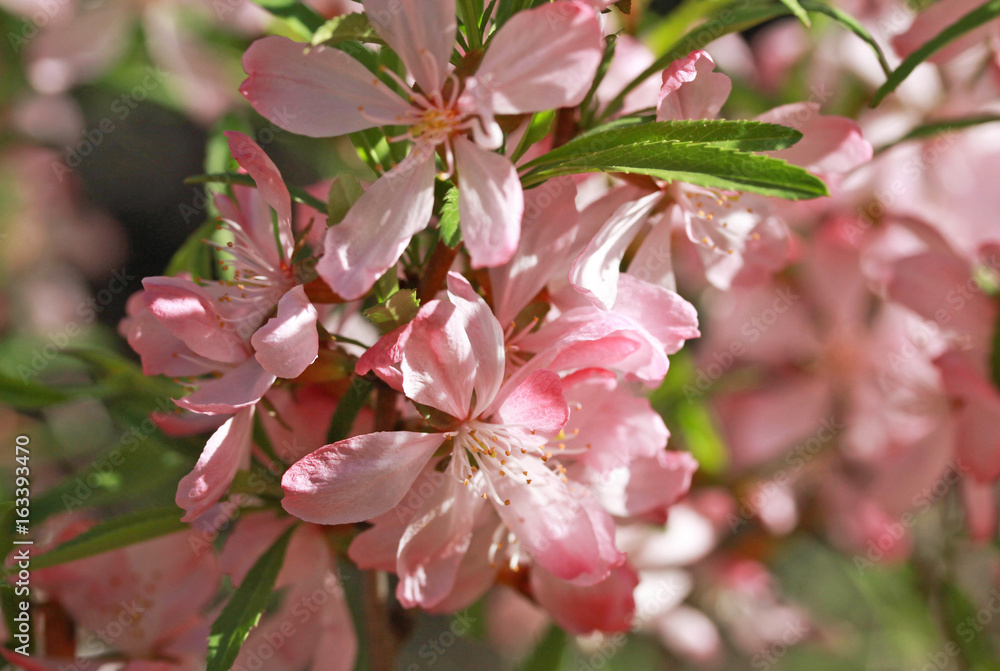 Flowering almond steppe (Prunus tenella) Flowering almond steppe (Prunus tenella)