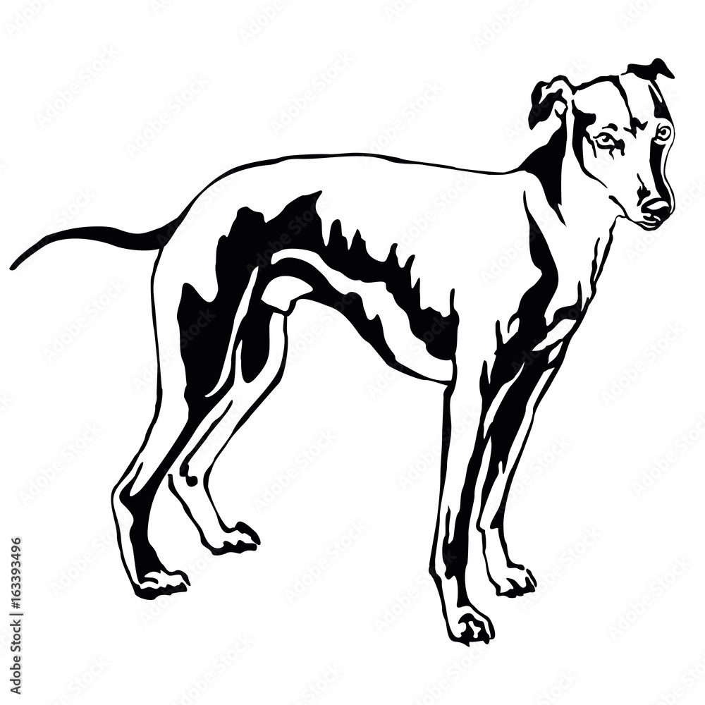 Obraz premium Decorative standing portrait of dog Whippet, vector illustration