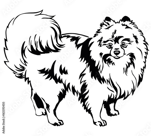 Decorative standing portrait of Dog Pomeranian (Spitz) vector illustration