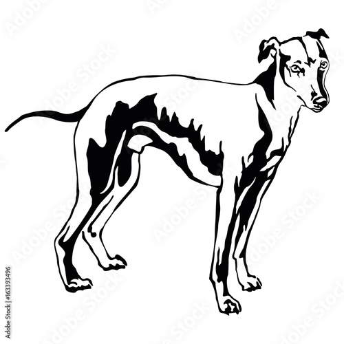 Decorative standing portrait of dog Whippet  vector illustration