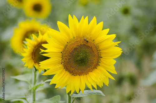 A close-up view of a sunflower and a bee on a sunflower field