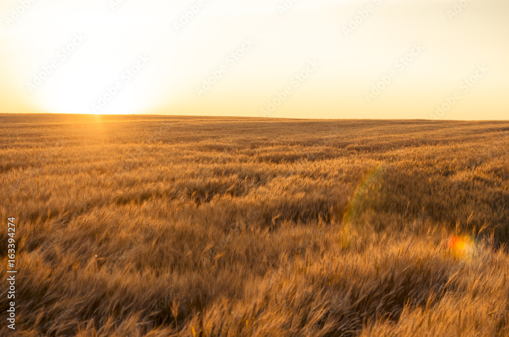 Ears of wheat in the field. backdrop of ripening ears of yellow wheat field on the sunset cloudy orange sky background. 