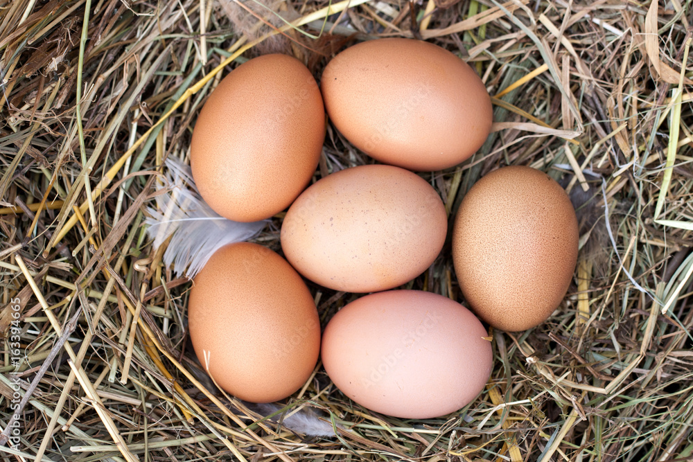 chicken eggs lying in the nest of straw. Top view