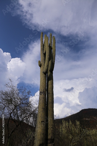 Cactus in Mexico, Baja California photo