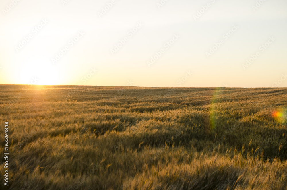 Ears of wheat in the field. backdrop of ripening ears of yellow wheat field on the sunset cloudy orange sky background. Copy space of the setting sun rays on horizon in rural meadow 