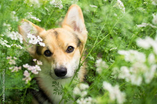 Happy and active purebred Welsh Corgi dog outdoors in the flower on a sunny summer day.