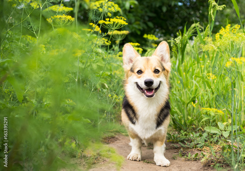 Happy and active purebred Welsh Corgi dog outdoors in the flower on a sunny summer day.