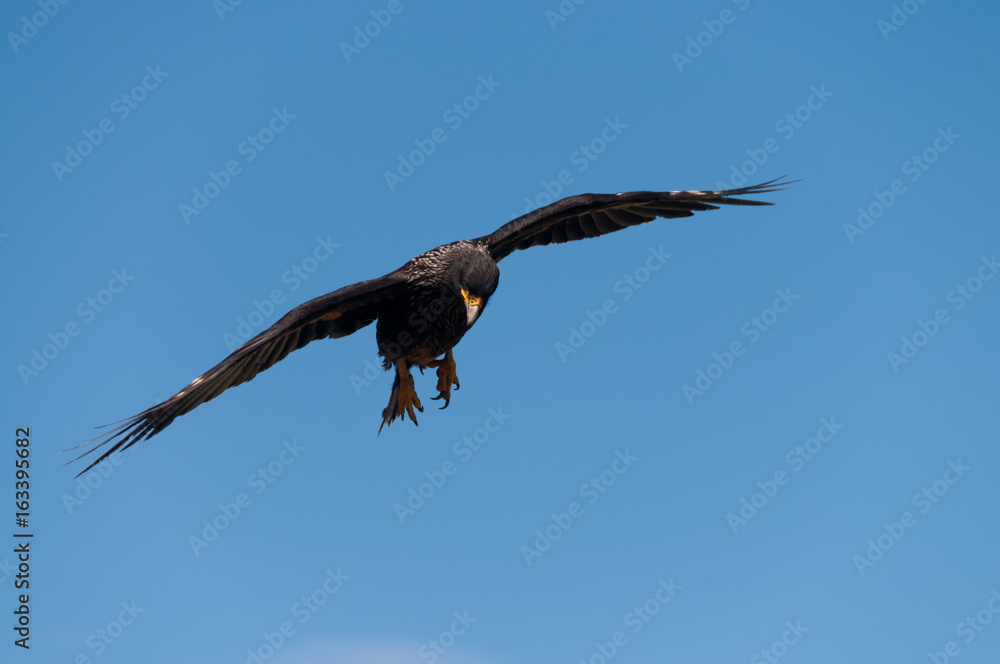 Obraz premium Striated Caracara on the Falkland Islands