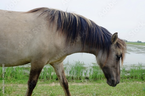 Horse in the open field