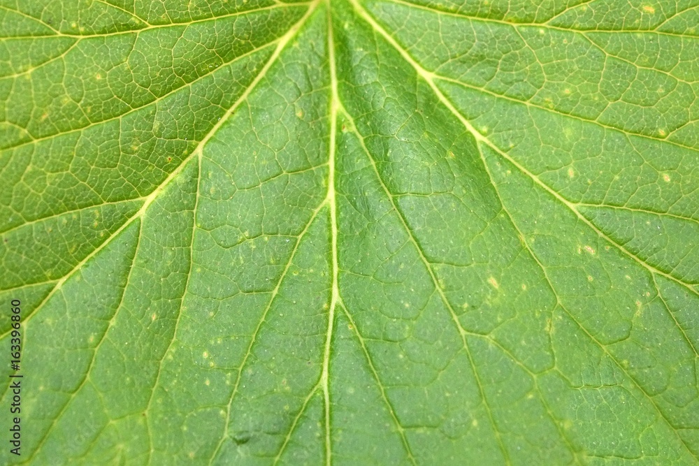 Currant leaves (macro) background Currant leaves (macro) background
