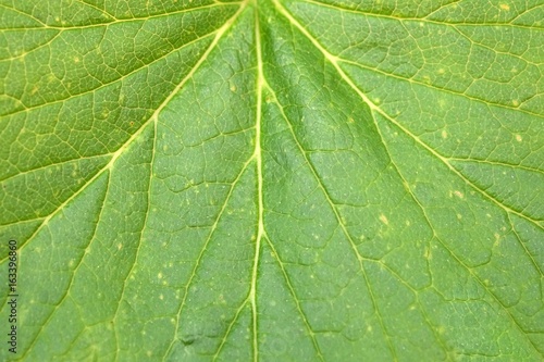 Currant leaves (macro) background
