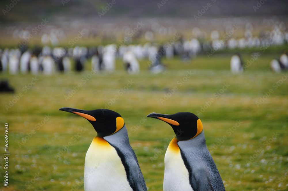 Fototapeta premium King Penguins on Salisbury plains