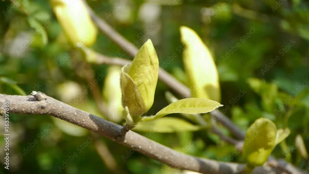 Beautiful magnolia flower bud in sunshine. Beautiful magnolia flower bud in sunshine.