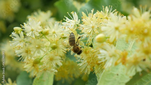 Honey bee on the blossoming linden flowers at sunny day in garden