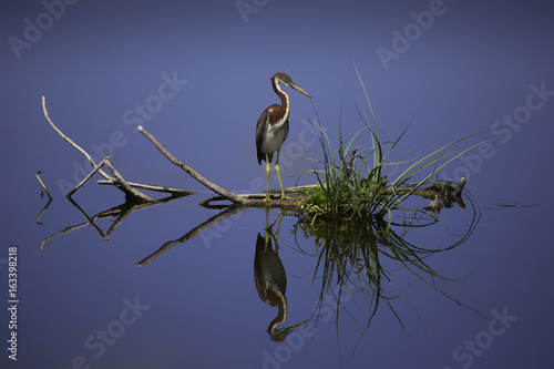Obraz na plátně heron reflection