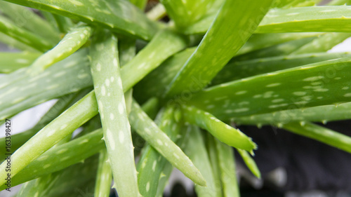 green closeup