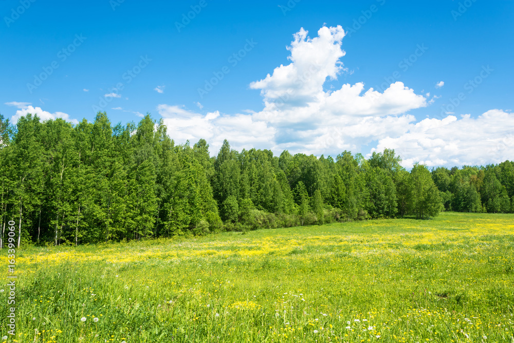 A large green field with yellow flowers.