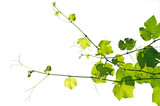 Young grape-vine isolated on a white background.