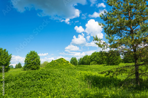 Big green hill with yellow flowers.