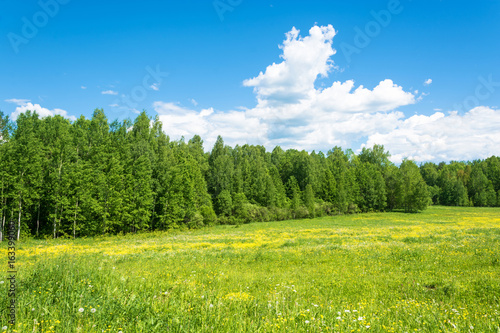 A large green field with yellow flowers.