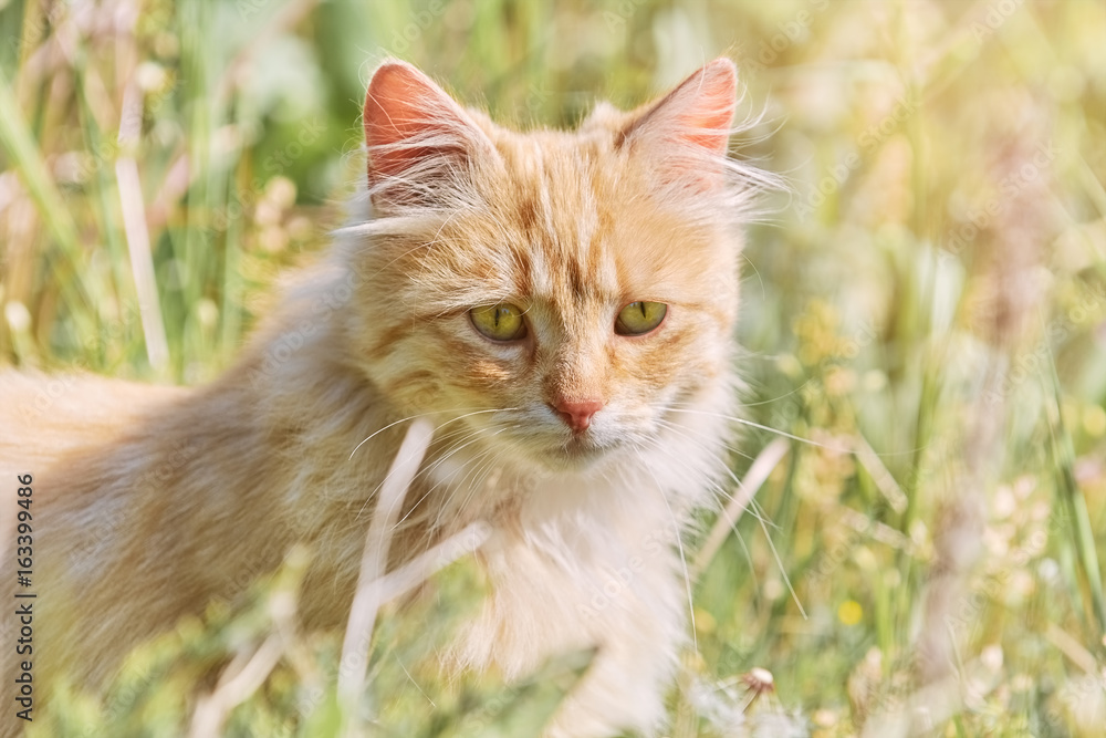 Cat in Grass