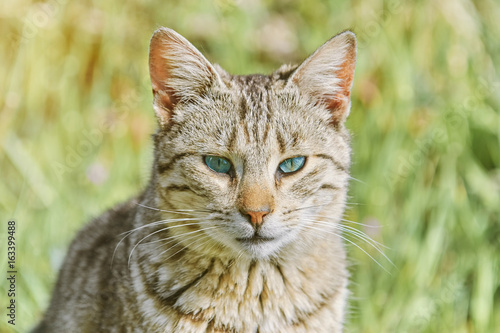 Portrait of Homeless Cat photo