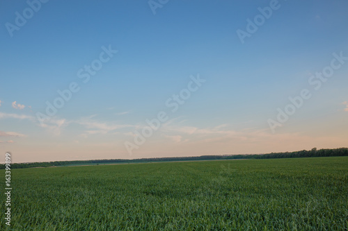 Russia  time lapse. Clouds over the vast fields of ripe wheat in the middle of summer at sunset.