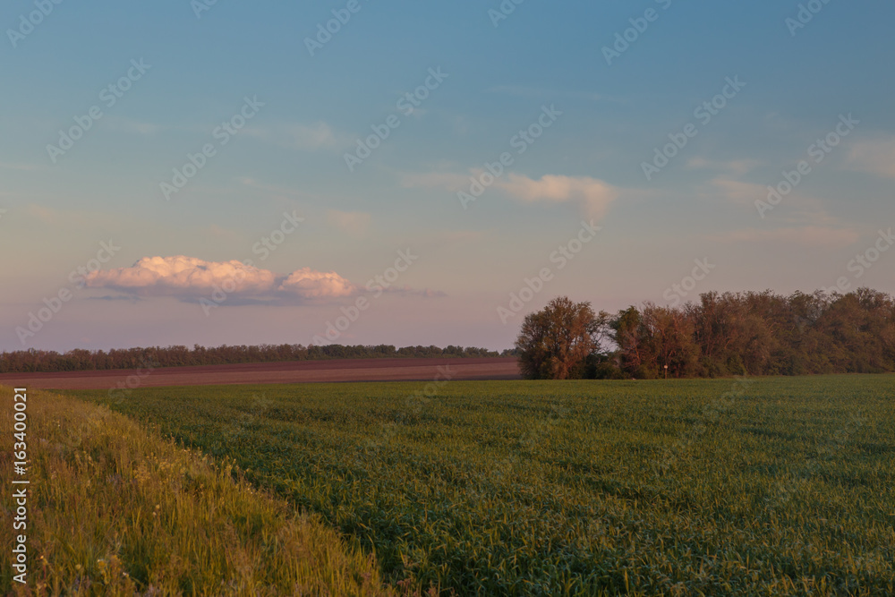 Fototapeta premium Russia, time lapse. Clouds over the vast fields of ripe wheat in the middle of summer at sunset.