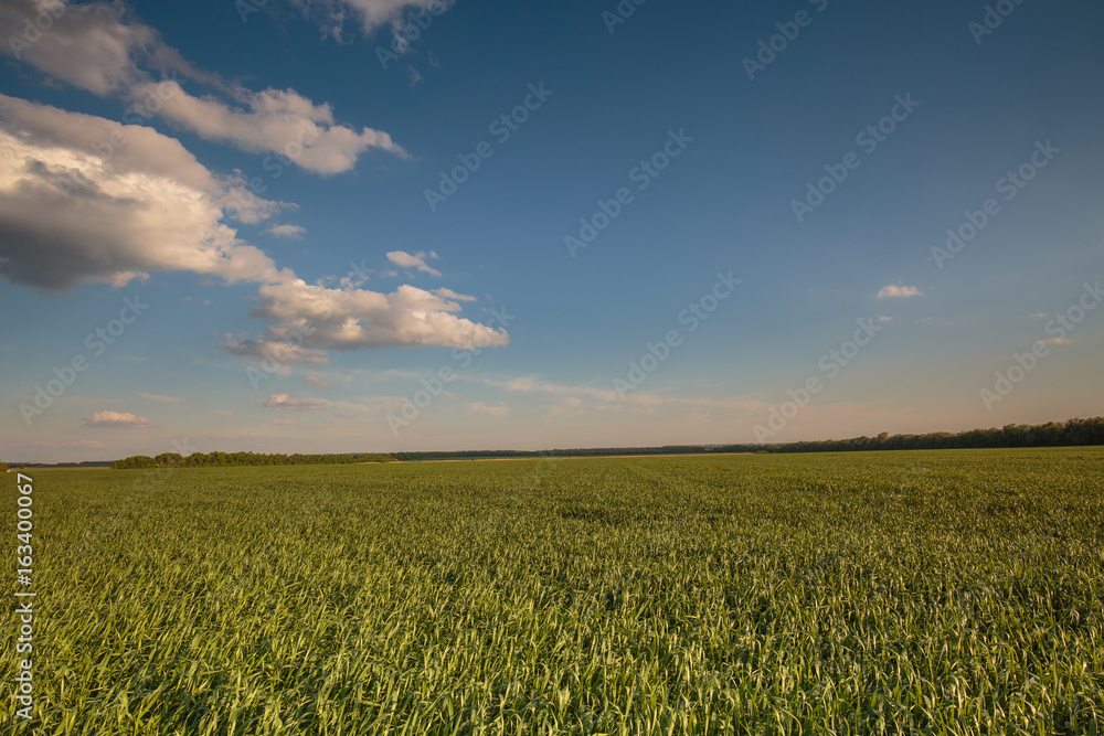 Russia, time lapse. Clouds over the vast fields of ripe wheat in the middle of summer at sunset.