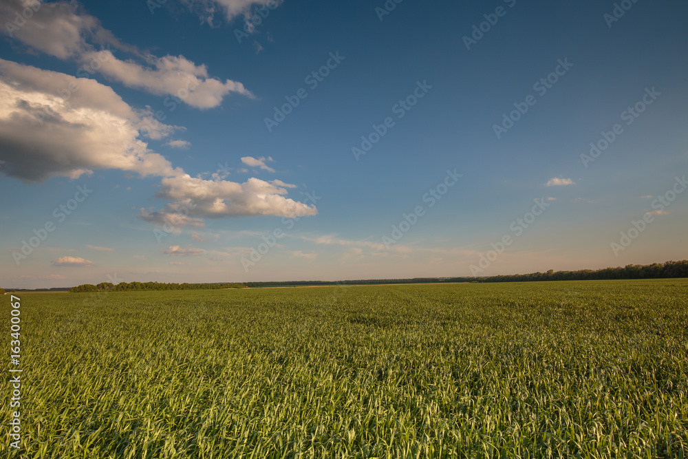 Russia, time lapse. Clouds over the vast fields of ripe wheat in the middle of summer at sunset. Russia, time lapse. Clouds over the vast fields of ripe wheat in the middle of summer at sunset.