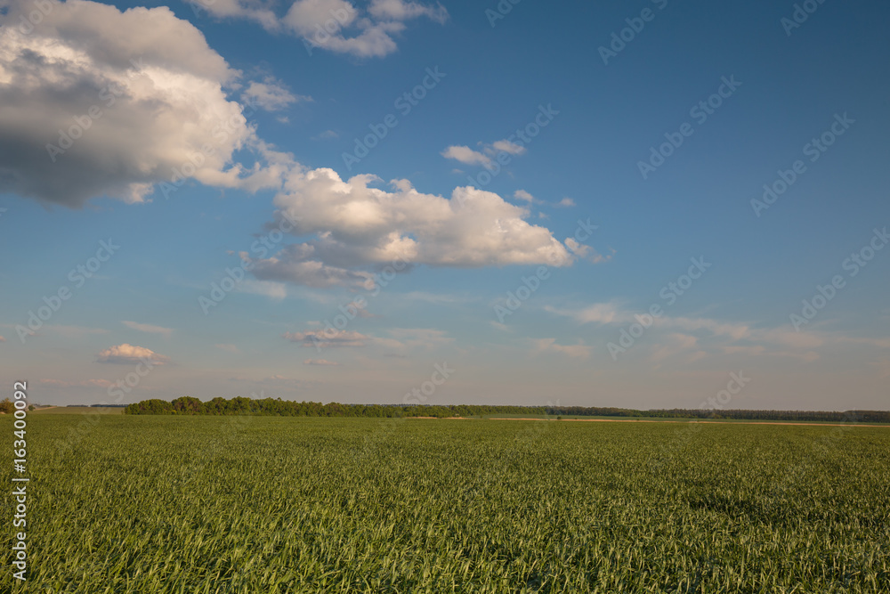 Russia, time lapse. Clouds over the vast fields of ripe wheat in the middle of summer at sunset. Russia, time lapse. Clouds over the vast fields of ripe wheat in the middle of summer at sunset.