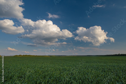 Russia  time lapse. Clouds over the vast fields of ripe wheat in the middle of summer at sunset.