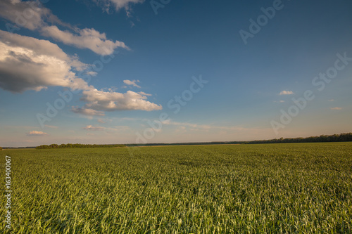 Russia  time lapse. Clouds over the vast fields of ripe wheat in the middle of summer at sunset.