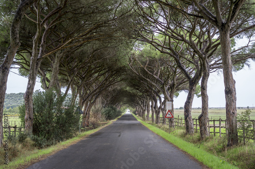 road cover with trees