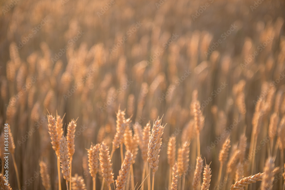 Fototapeta premium Wheat Field - background